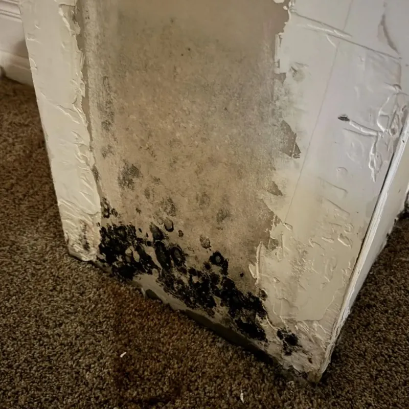 Professional Mold Removal in North Ogden, UT